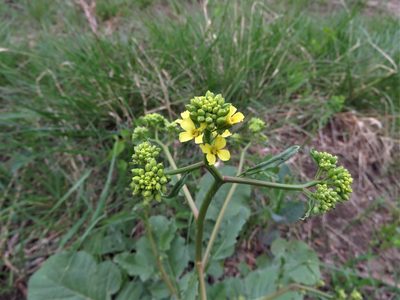 Rapistrum rugosum