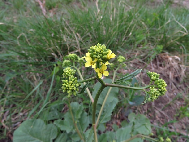 Rapistrum rugosum, photographed by Annika Lindqvist