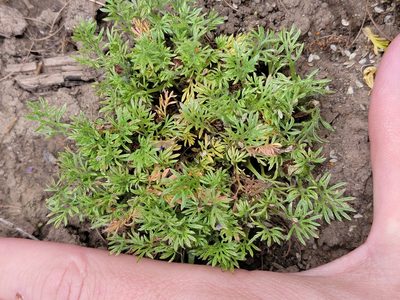 Soliva sessilis, photographed by Colin J Pryor