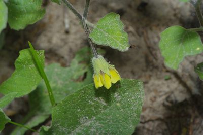 Physalis heterophylla, photographed by Michelle W. （鍾偉瑋）