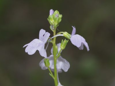Nuttallanthus texanus, photographed by Michelle W. （鍾偉瑋）
