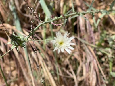Rafinesquia californica, photographed by rappman