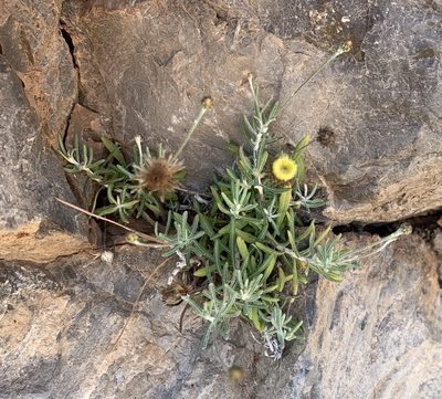 Phagnalon saxatile, photographed by Katrin Simon