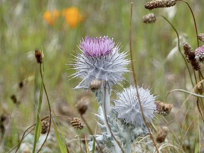 Cirsium occidentale, photographed by Karen Offereins