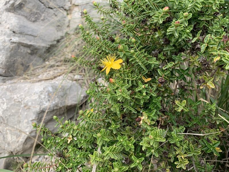 Hypericum balearicum, photographed by Katrin Simon
