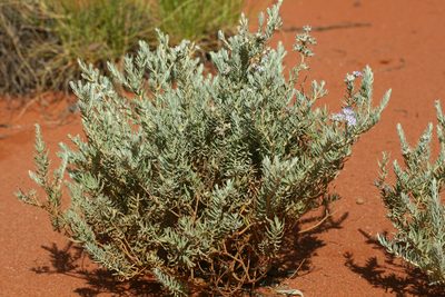 Dicrastylis lewellinii, photographed by Kym Nicolson