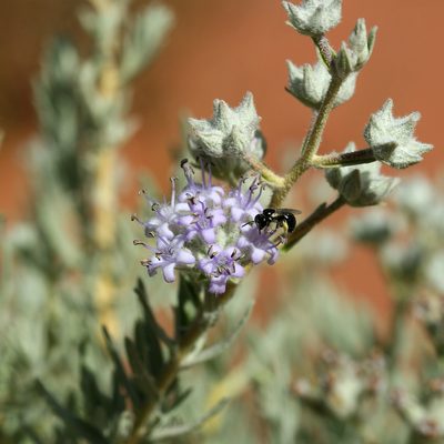 Dicrastylis lewellinii, photographed by Kym Nicolson