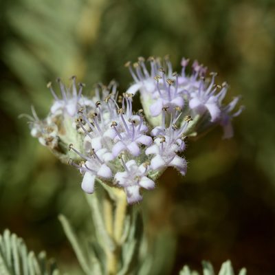 Dicrastylis lewellinii, photographed by Kym Nicolson