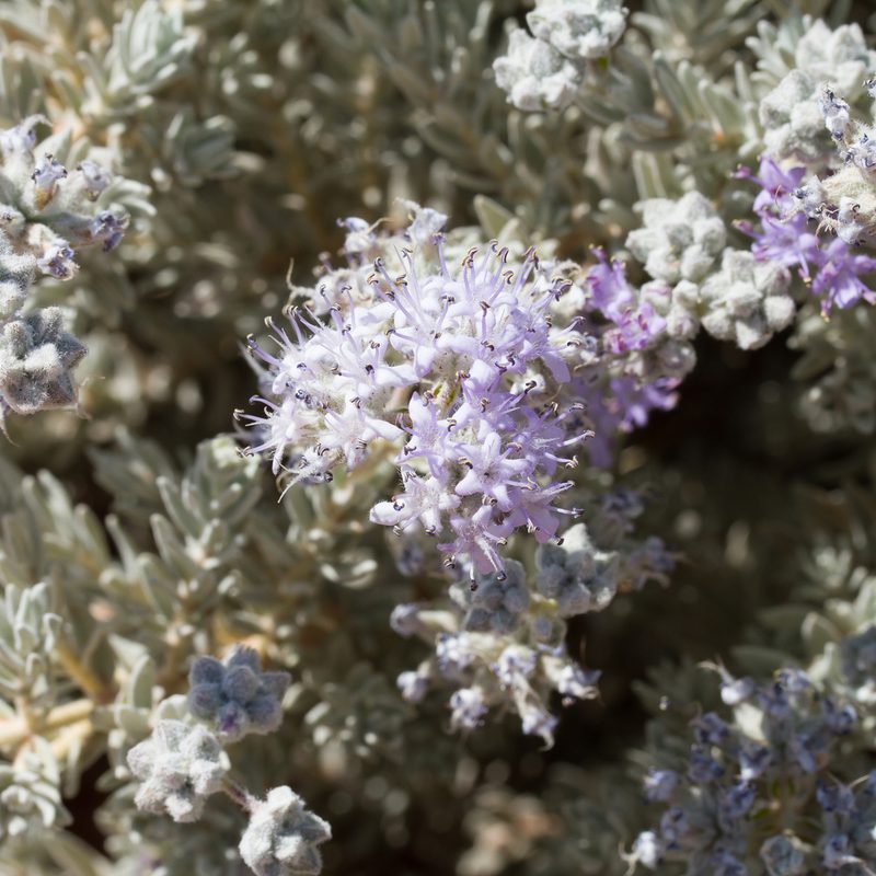 Dicrastylis lewellinii, photographed by Kym Nicolson