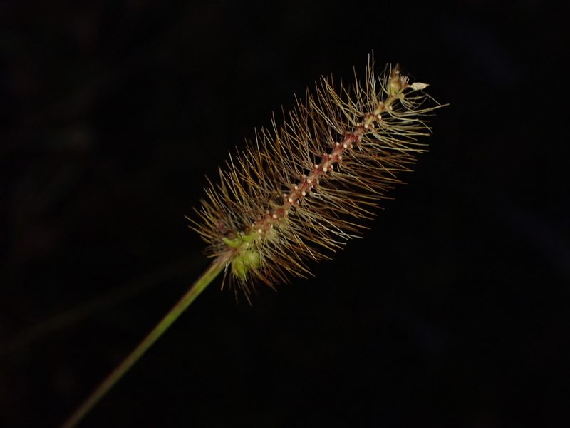 Setaria pumila, photographed by Saryu Mae 前 朝琉