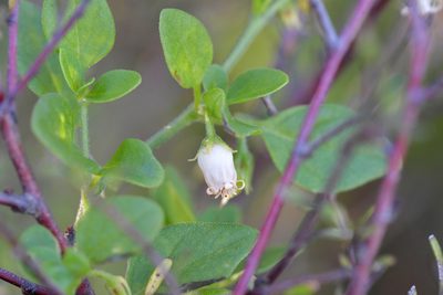 Salpichroa origanifolia, photographed by Christopher Stephens