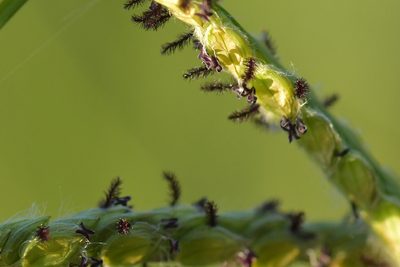 Paspalum dilatatum, photographed by Christopher Stephens