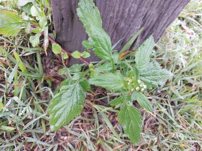 Dichrocephala integrifolia, photographed by 胡正恆(Jackson Hu)