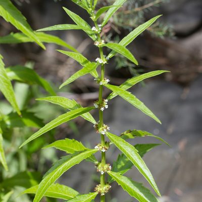 Lycopus australis, photographed by Kym Nicolson
