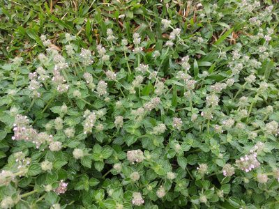 Clinopodium chinense, photographed by 胡正恆(Jackson Hu)