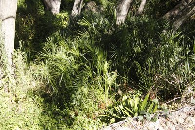 Cyperus vaginatus, photographed by Tony Rebelo