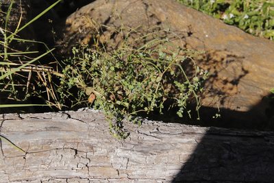 Euphorbia terracina, photographed by Tony Rebelo
