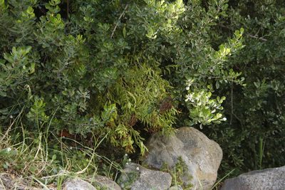 Hypericum canariense, photographed by Tony Rebelo