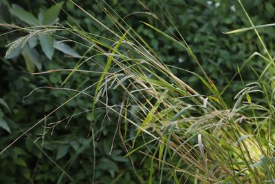 Paspalum urvillei, photographed by Tony Rebelo