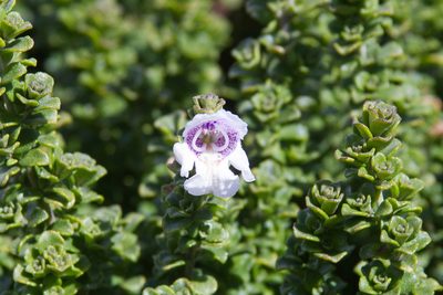 Prostanthera cuneata, photographed by Kym Nicolson