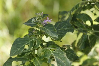 Hypoestes aristata, photographed by Tony Rebelo