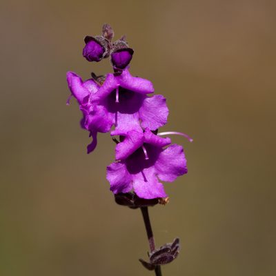 Prostanthera denticulata, photographed by Kym Nicolson