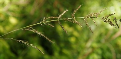 Setaria megaphylla, photographed by Tony Rebelo