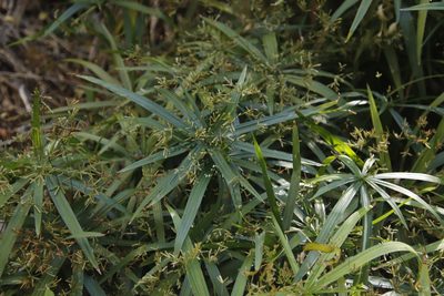 Cyperus albostriatus, photographed by Tony Rebelo