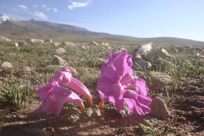 Incarvillea younghusbandii, photographed by Chao Shi