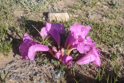 Incarvillea younghusbandii, photographed by Chao Shi