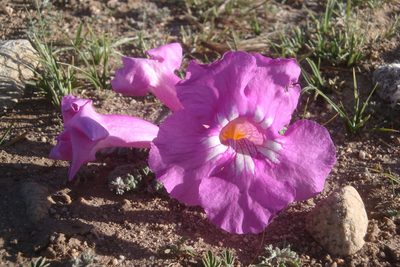 Incarvillea younghusbandii, photographed by Chao Shi