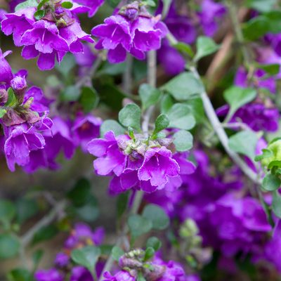 Prostanthera rotundifolia, photographed by Kym Nicolson