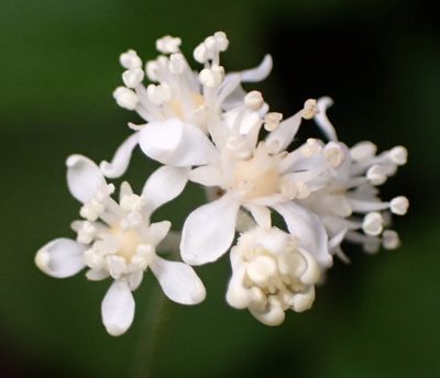 Whipplea modesta, photographed by Cricket Raspet