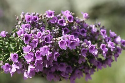 Prostanthera rotundifolia, photographed by Kym Nicolson