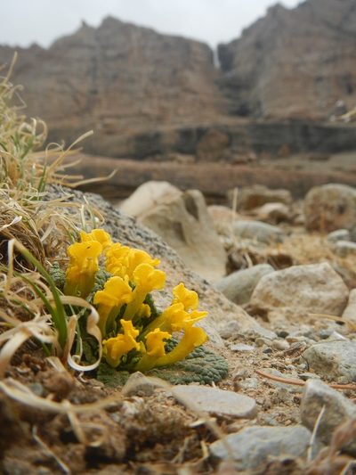 Scrophularia wattii, photographed by Chao Shi