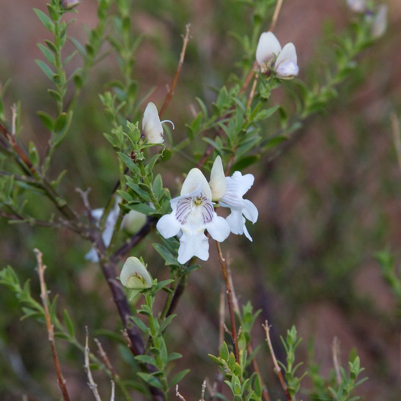Prostanthera striatiflora, photographed by Kym Nicolson