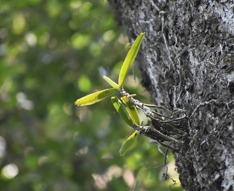 Cyrtorchis arcuata, photographed by Justin Ponder