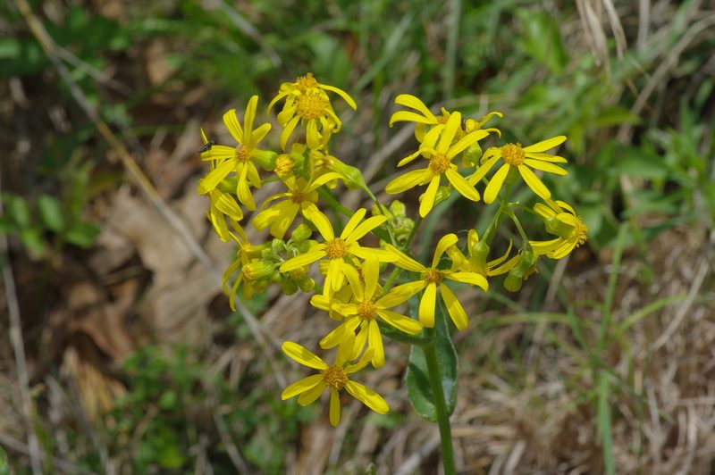 Senecio ampullaceus, photographed by Michelle W. （鍾偉瑋）