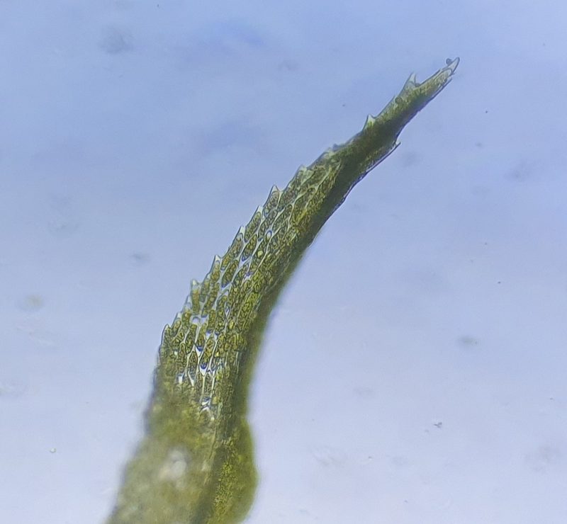 Dicranum bonjeanii, photographed by Jonathan Hughes