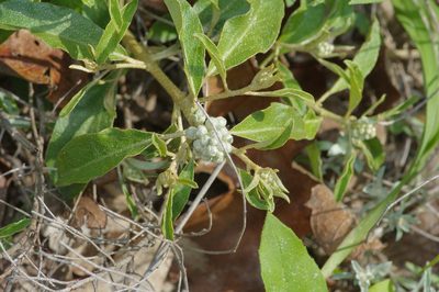 Croton argyranthemus, photographed by Michelle W. （鍾偉瑋）