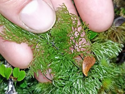 Hymenophyllum multifidum, photographed by Oscar Dove