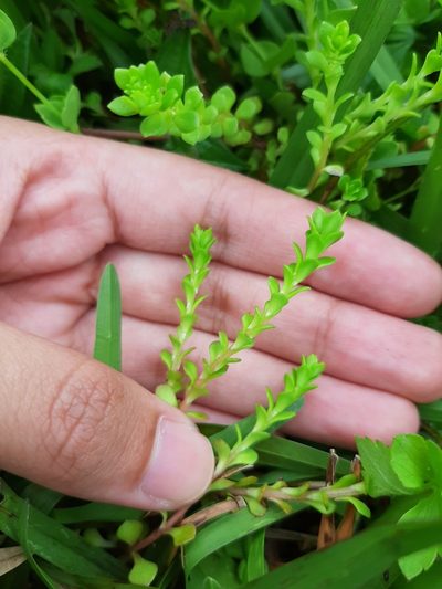 Sedum bulbiferum, photographed by Bella Lin