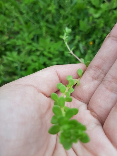 Sedum bulbiferum, photographed by Bella Lin