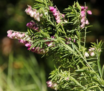 Polygala virgata, photographed by Tony Rebelo