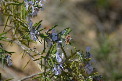 Salvia rosmarinus, photographed by Nico Hernandez