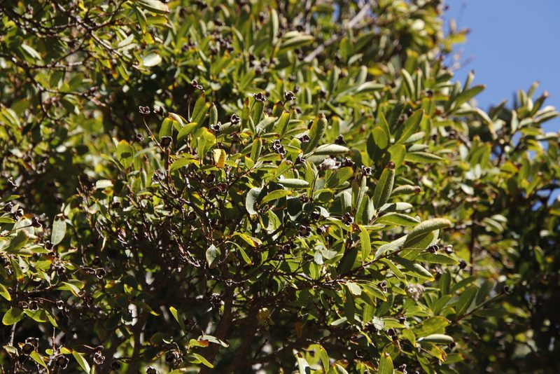 Dais cotinifolia, photographed by Tony Rebelo