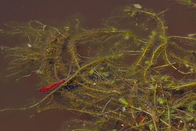 Mayaca fluviatilis, photographed by Michelle W. （鍾偉瑋）
