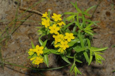 Lithospermum caroliniense, photographed by Michelle W. （鍾偉瑋）