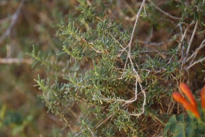 Tetragonia fruticosa, photographed by Tony Rebelo