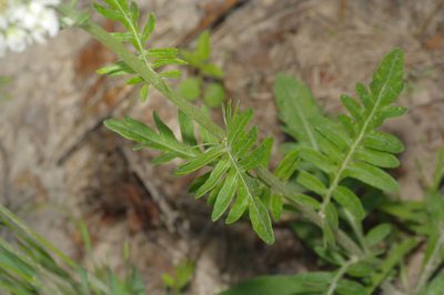 Hymenopappus artemisiifolius, photographed by Michelle W. （鍾偉瑋）